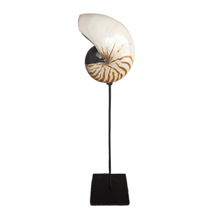 Tiger Nautilus Shell on Stand